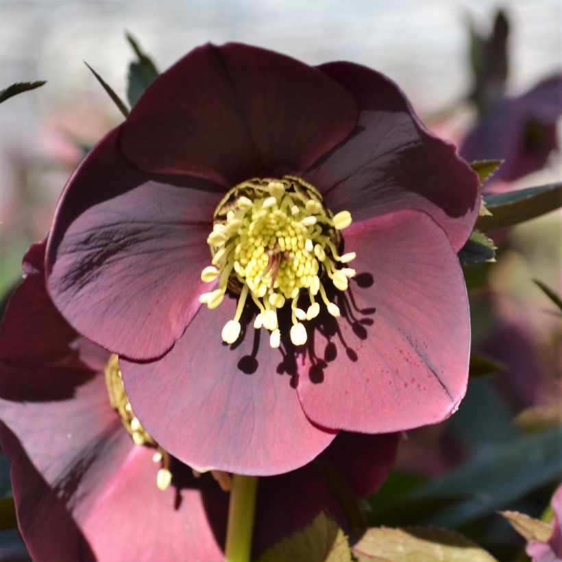 Helleborus ViV Carlotta - lenteroos (Bloei)