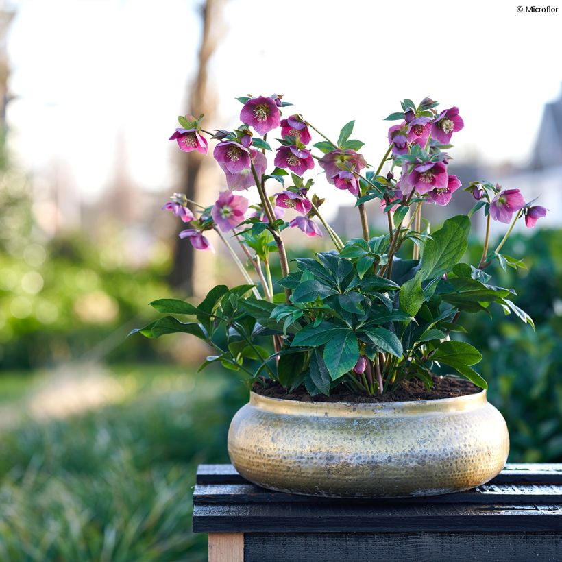 Helleborus ViV Carlotta - lenteroos (Groeiplaats)