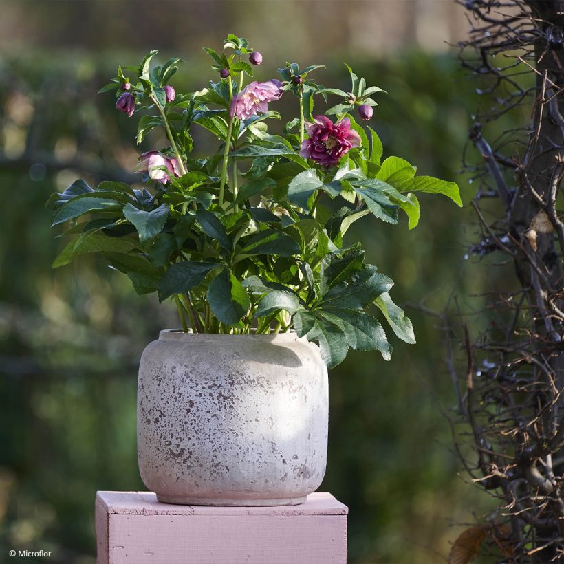 Helleborus ViV Catharina - Lenteroos (Groeiplaats)
