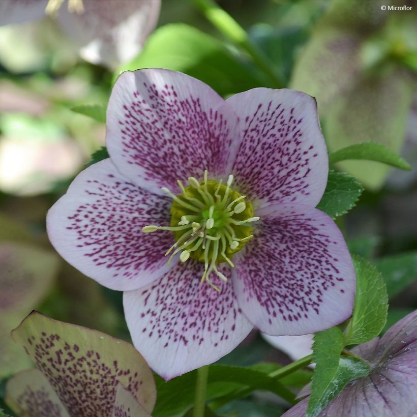 Helleborus ViV Celestina - Lenteroos (Bloei)