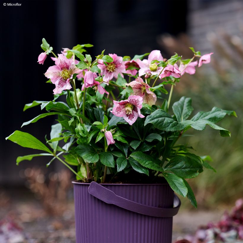 Helleborus ViV Celestina - Lenteroos (Groeiplaats)