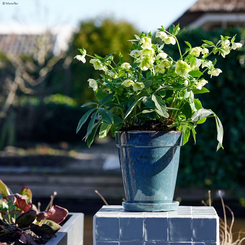 Helleborus ViV Clarissa - lenteroos (Groeiplaats)
