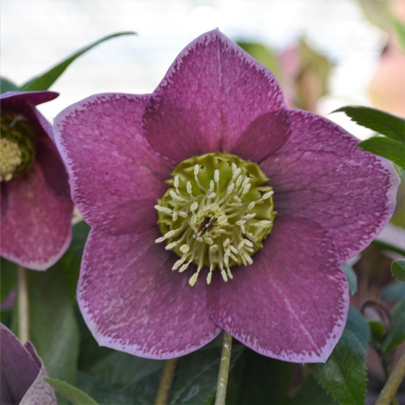Helleborus ViV Elsa - lenteroos (Bloei)