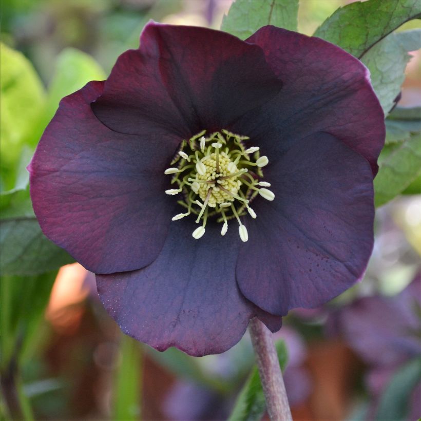 Helleborus ViV Halina - Lenteroos (Bloei)
