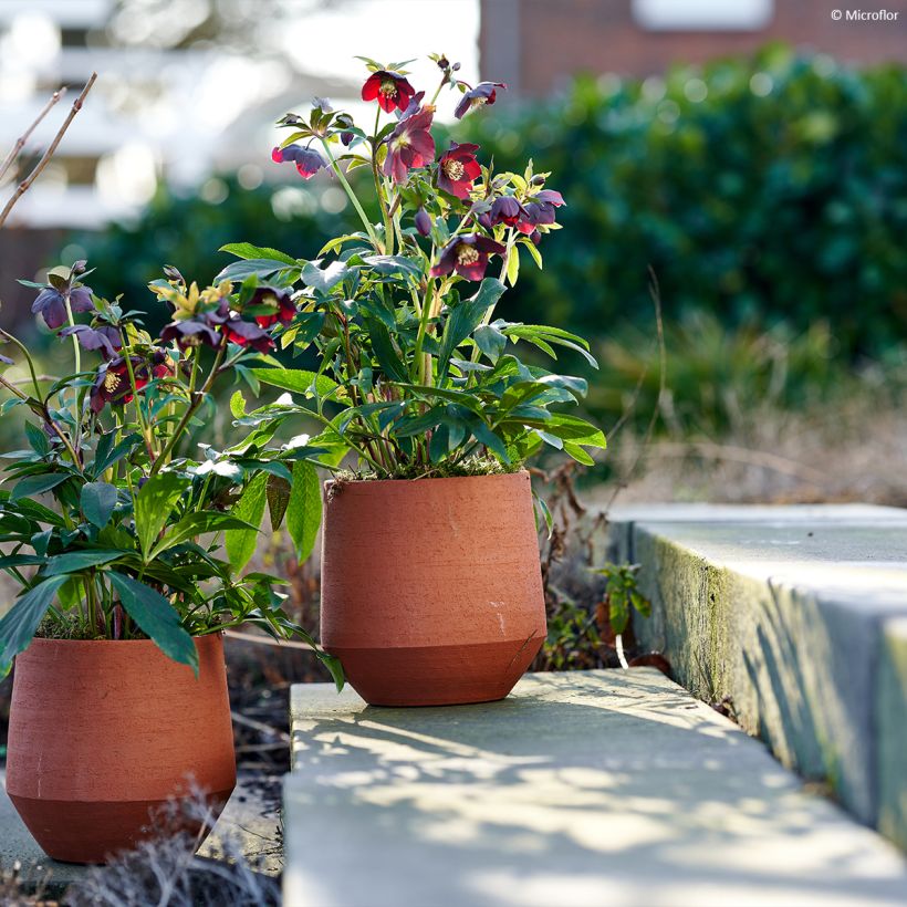 Helleborus ViV Halina - Lenteroos (Groeiplaats)
