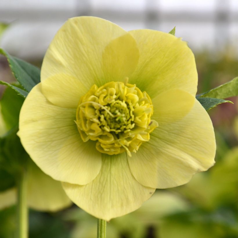 Helleborus ViV Lucrezia - Lenteroos (Bloei)