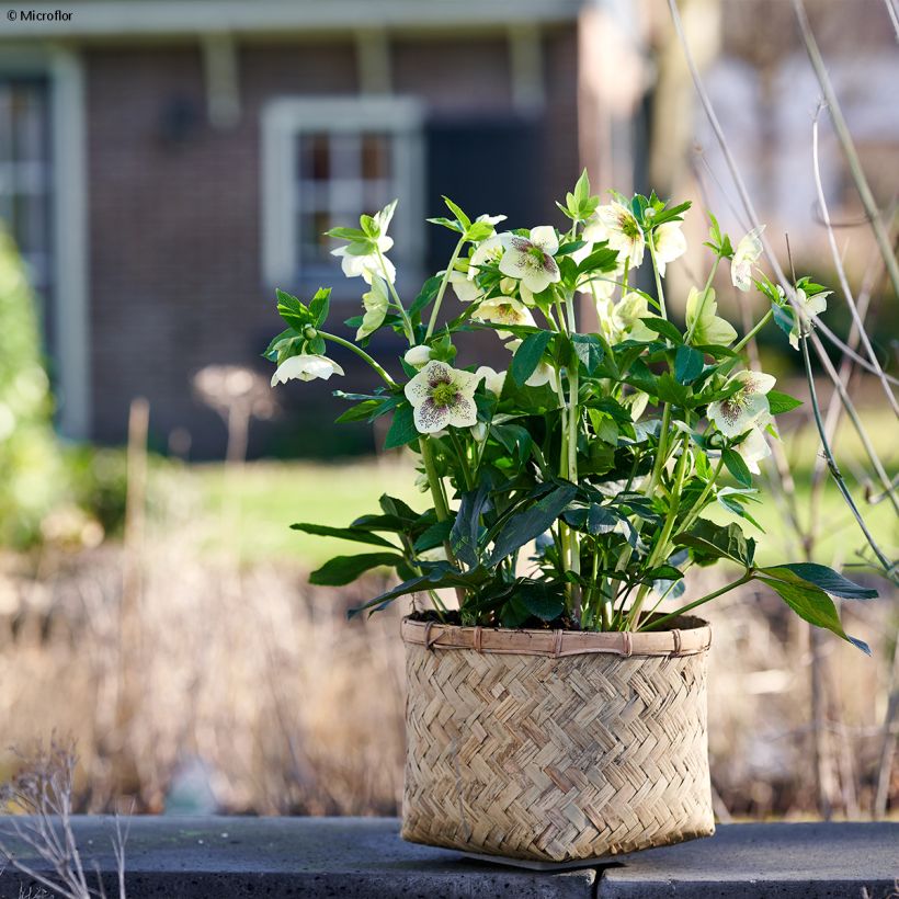 Helleborus ViV Maeva - Lenteroos (Groeiplaats)
