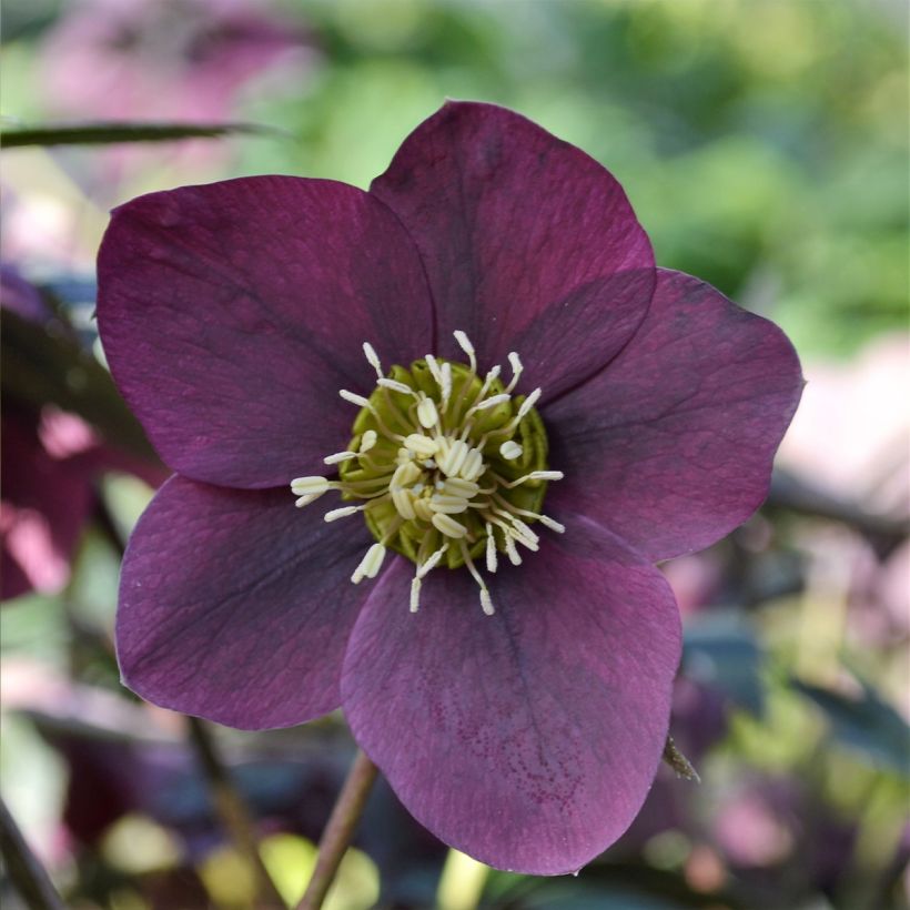 Helleborus ViV Milana - Lenteroos (Bloei)