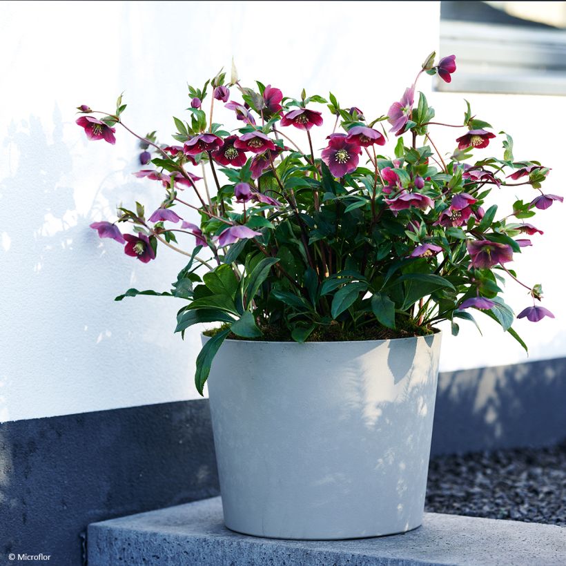 Helleborus ViV Milana - Lenteroos (Groeiplaats)