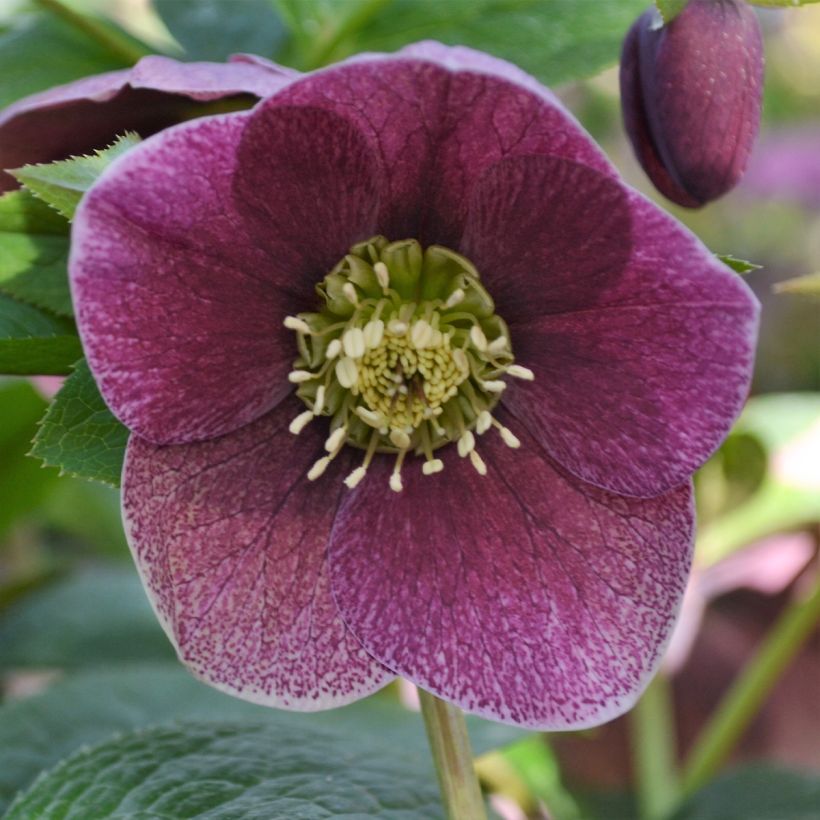 Helleborus ViV Patrizia - Lenteroos (Bloei)
