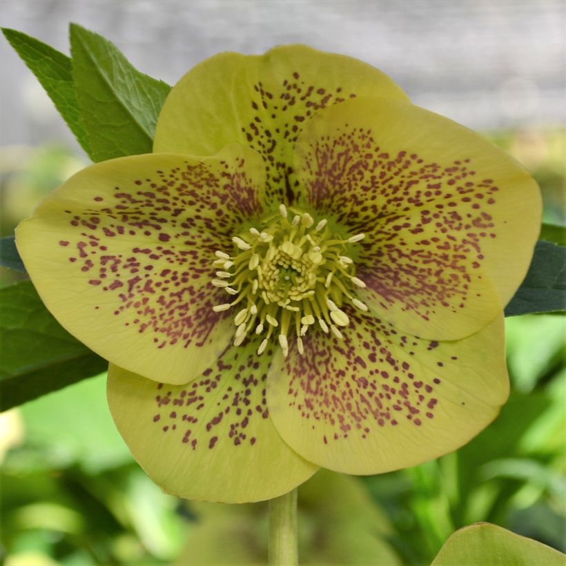 Helleborus ViV Serafina - Lenteroos (Bloei)