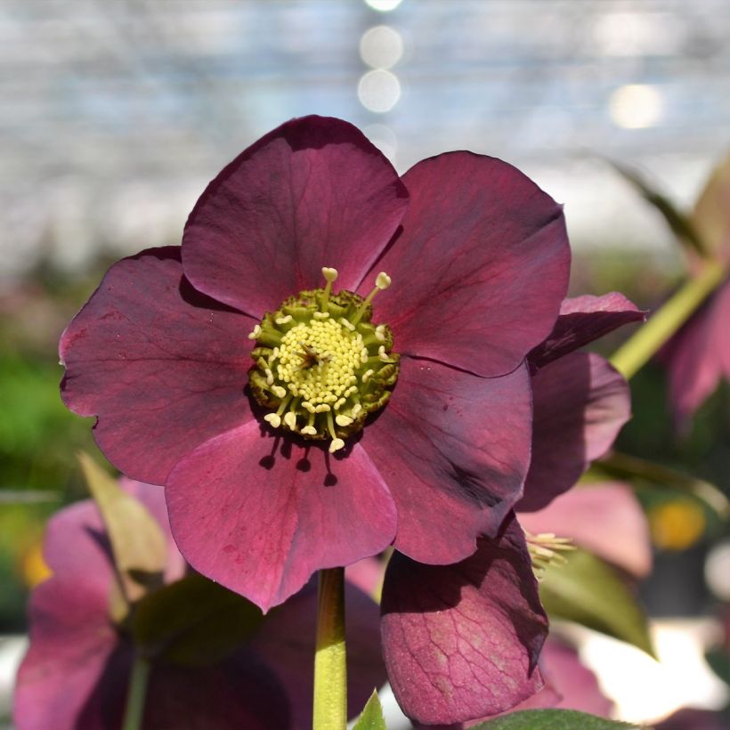 Helleborus ViV Teodora - Lenteroos bio (Bloei)