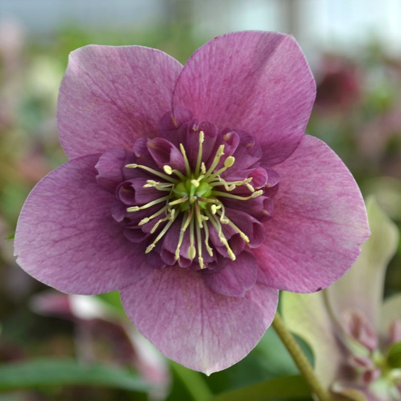 Helleborus ViV Teresa - Lenteroos (Bloei)