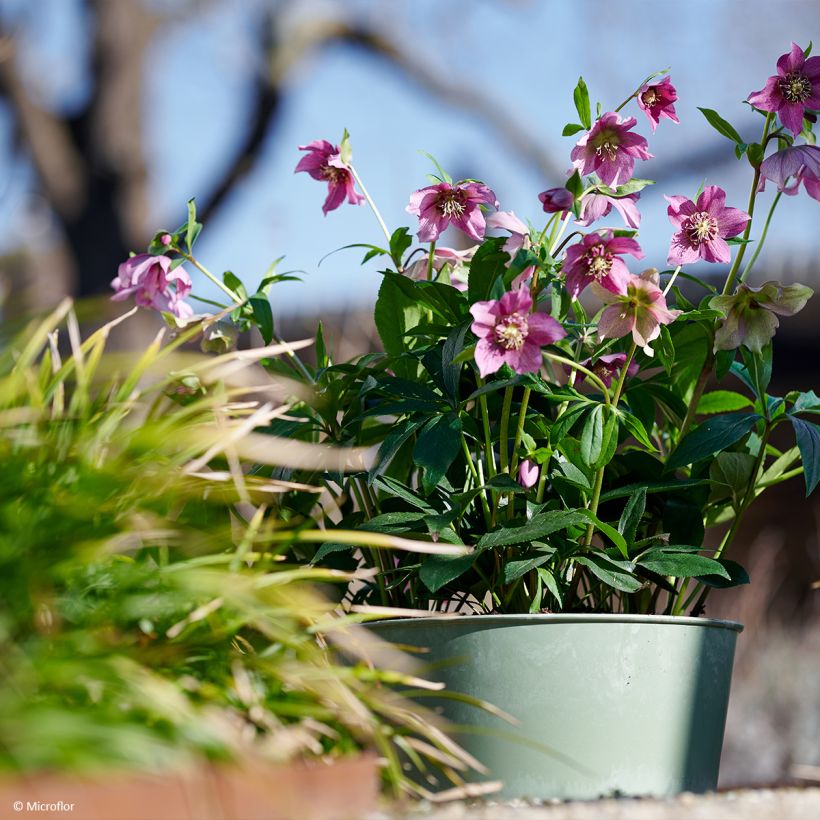 Helleborus ViV Teresa - Lenteroos (Groeiplaats)