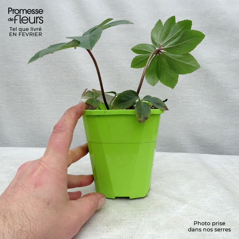 Exemplaar van Helleborus Walhero - Nieskruid Pot van 1 l/1,5 l zoals geleverd in de winter
