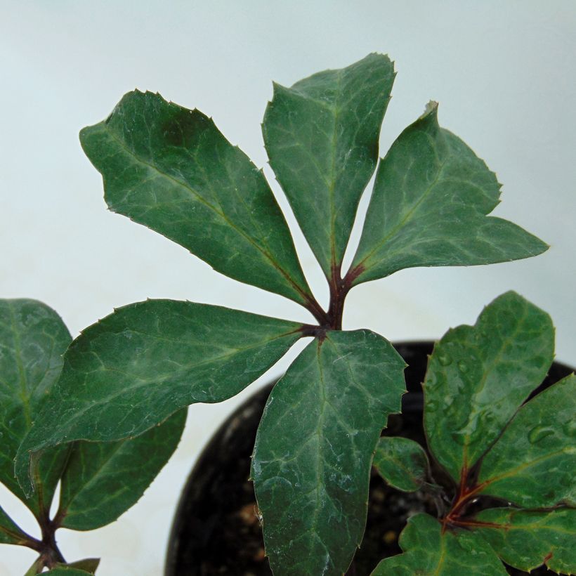 Helleborus ballardiae Maestro - nieskruid (Blad)