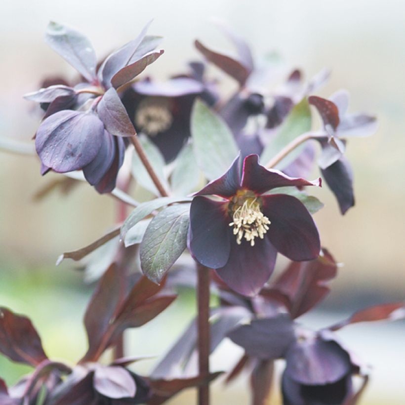 Helleborus Black Chocolate - Lenteroos donker-chocolade kleurig (Bloei)