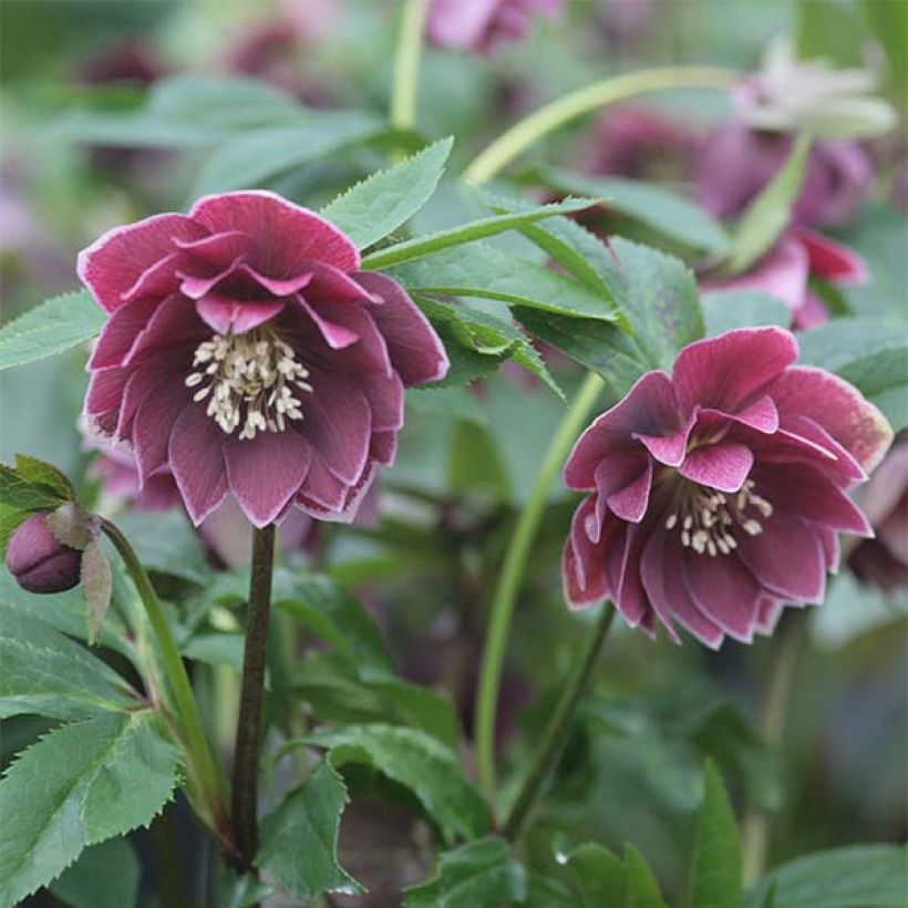 Helleborus Double Aubergine White Edge - Lenteroos dubbrel auberige met witte rand (Bloei)