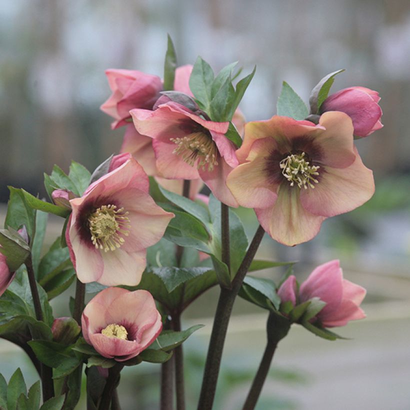 Helleborus Peach with Dark Center - Lenteroos perzik (Bloei)