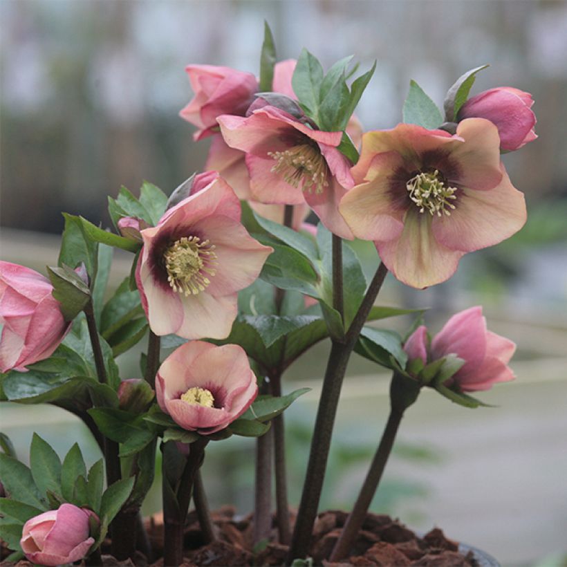 Helleborus Peach with Dark Center - Lenteroos perzik (Groeiplaats)