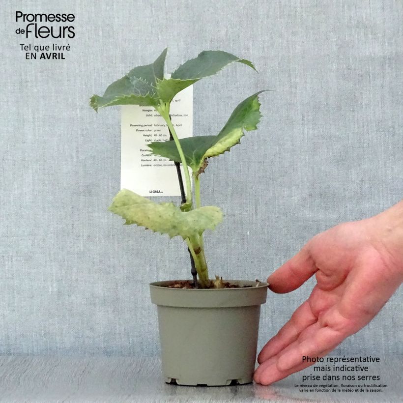 Exemplaar van Helleborus argutifolius - Corsicaans nieskruid Pot van 12 cm / 13 cm zoals geleverd in de lente