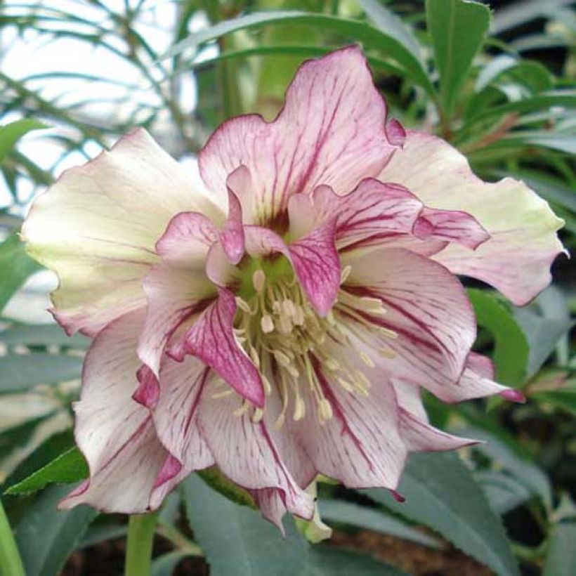 Helleborus Double Picotee - Lenteroos dubbel met contrasterend gekleurde bloemranden (Bloei)
