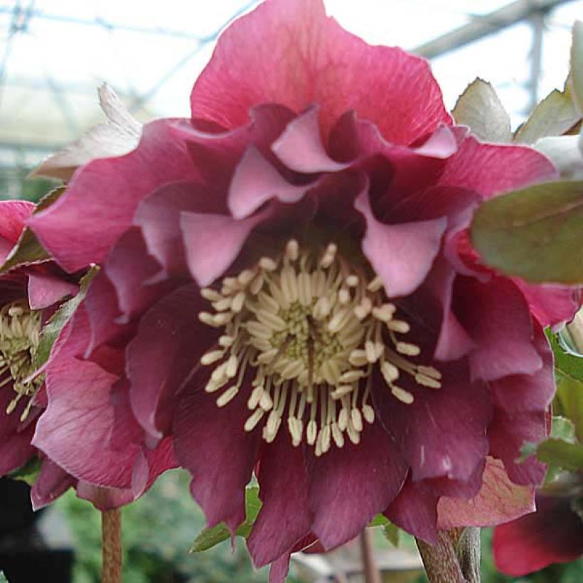 Helleborus Double Red - Lenteroos dubbel rood (Bloei)