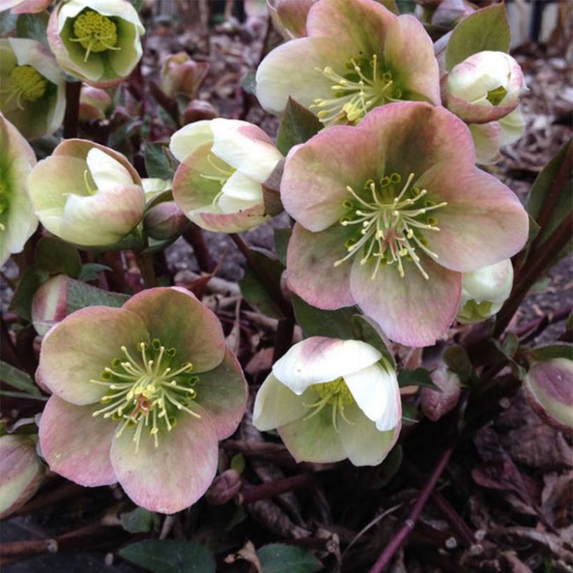Helleborus Winter's Song - nieskruid (Bloei)