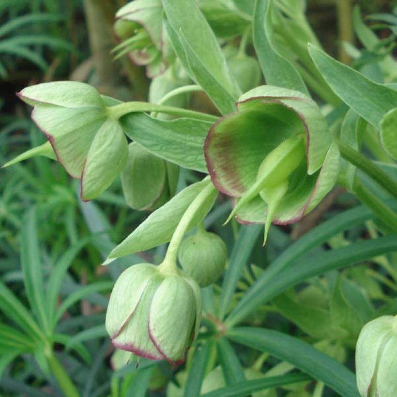 Helleborus foetidus - Stinkend nieskruid (Bloei)
