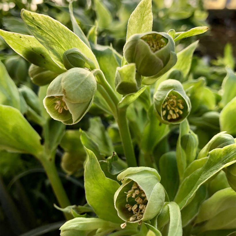 Helleborus foetidus Bowles Form - Stinkend nieskruid (Bloei)