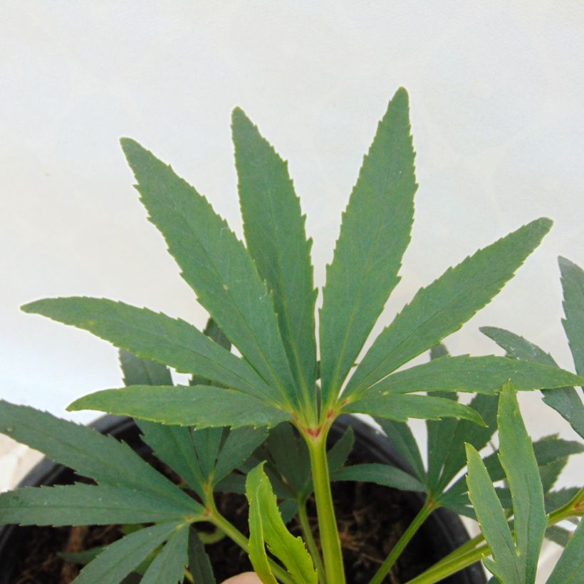 Helleborus foetidus Sopron - Stinkend nieskruid (Blad)