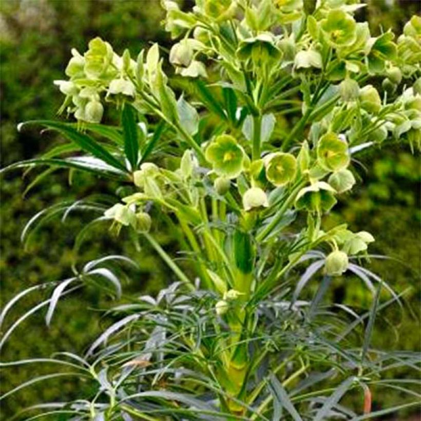 Helleborus foetidus Sopron - Stinkend nieskruid (Groeiplaats)