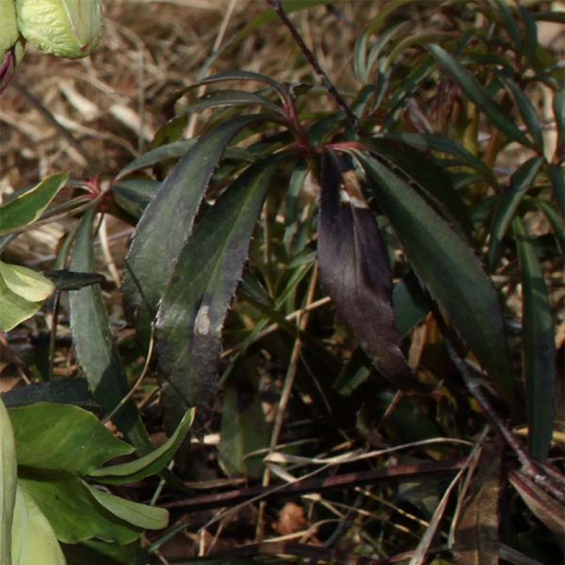 Helleborus foetidus Wester Flisk Group - Stinkend nieskruid (Blad)