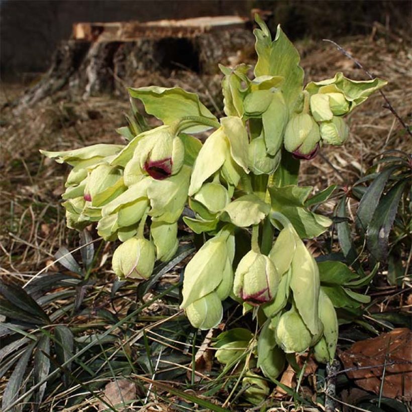 Helleborus foetidus Wester Flisk Group - Stinkend nieskruid (Bloei)