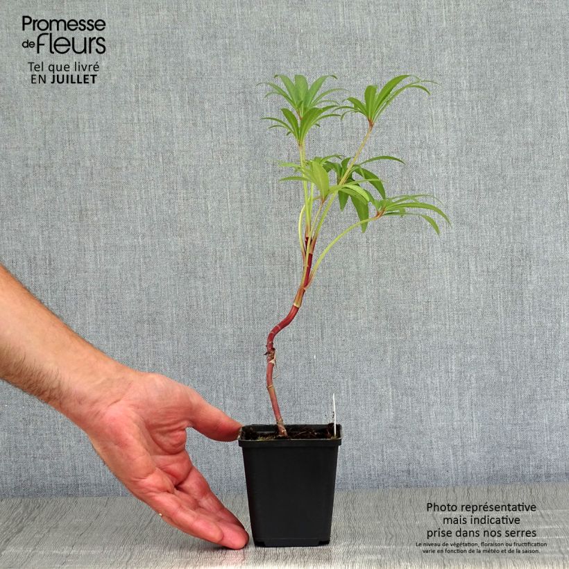 Exemplaar van Helleborus foetidus Wester Flisk Group - Stinkend nieskruid Kweekpotje van 8/9 cm zoals geleverd in de zomer