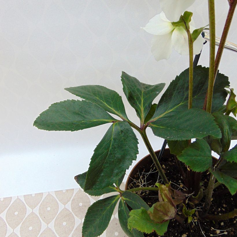 Helleborus HGC Paradenia - Lenteroos (Blad)