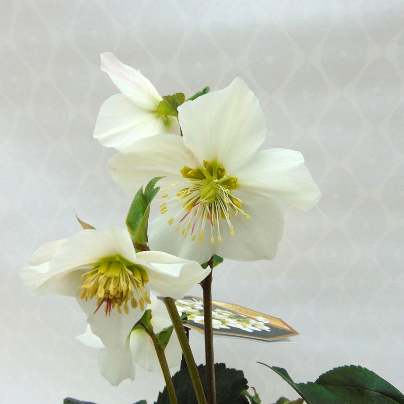 Helleborus HGC Paradenia - Lenteroos (Bloei)