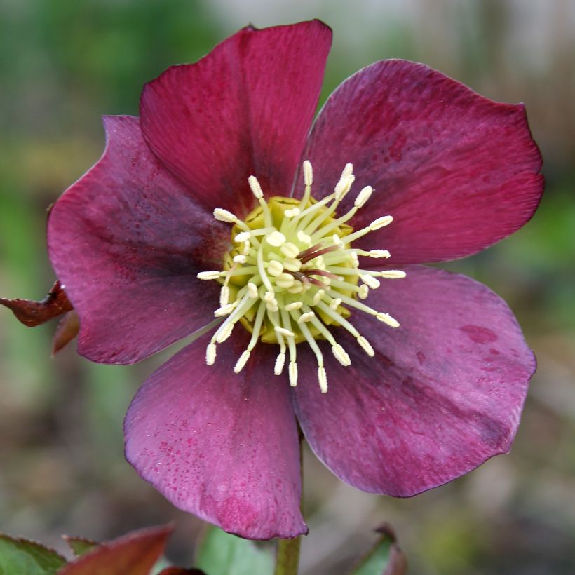 Helleborus Metallic Blue - lenteroos donker leisteenblauw met metaalachtige glans (Bloei)