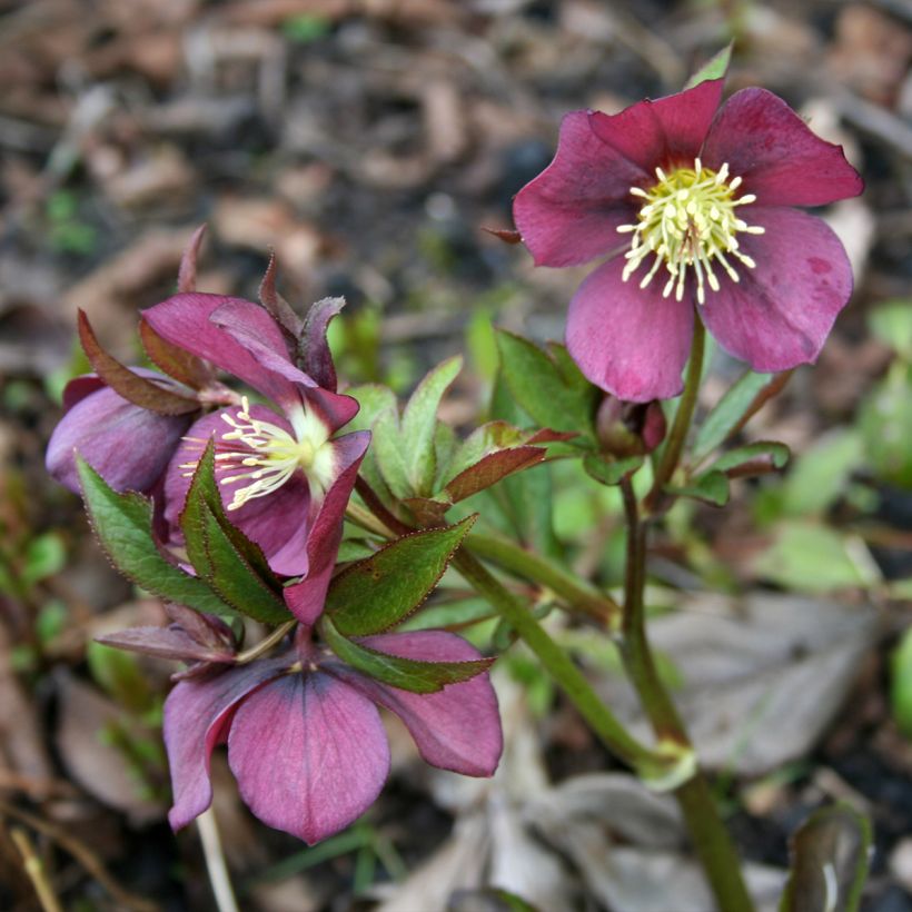 Helleborus Metallic Blue - lenteroos donker leisteenblauw met metaalachtige glans (Groeiplaats)