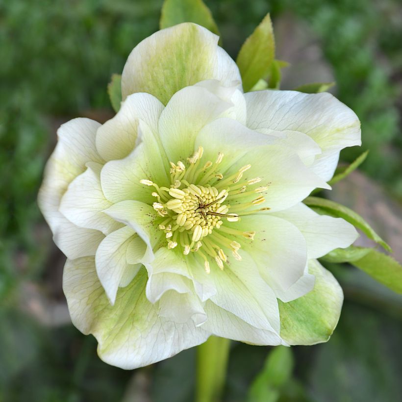 Helleborus Mrs Betty Ranicar - lenteroos crème tot zachtroze (Bloei)