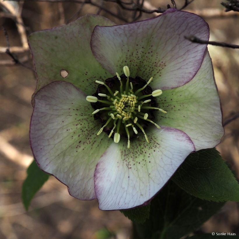 Helleborus hybridus Picotee - Lenteroos (Bloei)
