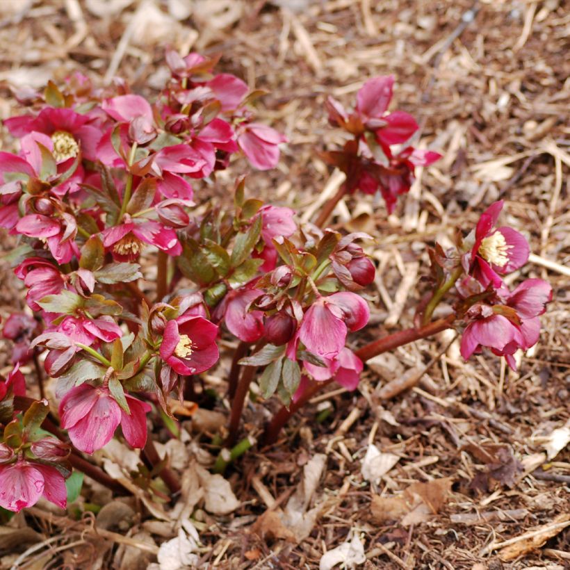 Helleborus Vesta - Lenteroos (Groeiplaats)