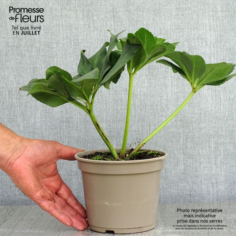 Exemplaar van Helleborus lemperii HGC Winter Ballet Leila Pot van 2 l/3 l zoals geleverd in de zomer