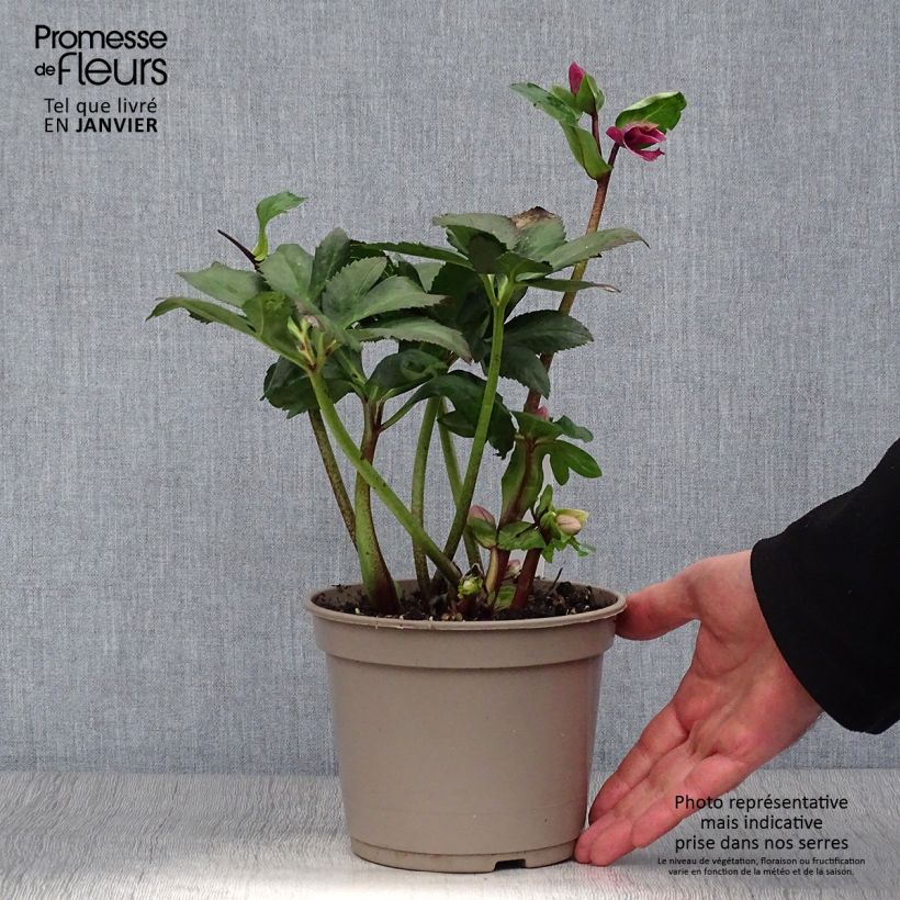 Exemplaar van Helleborus lemperii HGC Winter Ballet Leila Pot van 2 l/3 l zoals geleverd in de winter