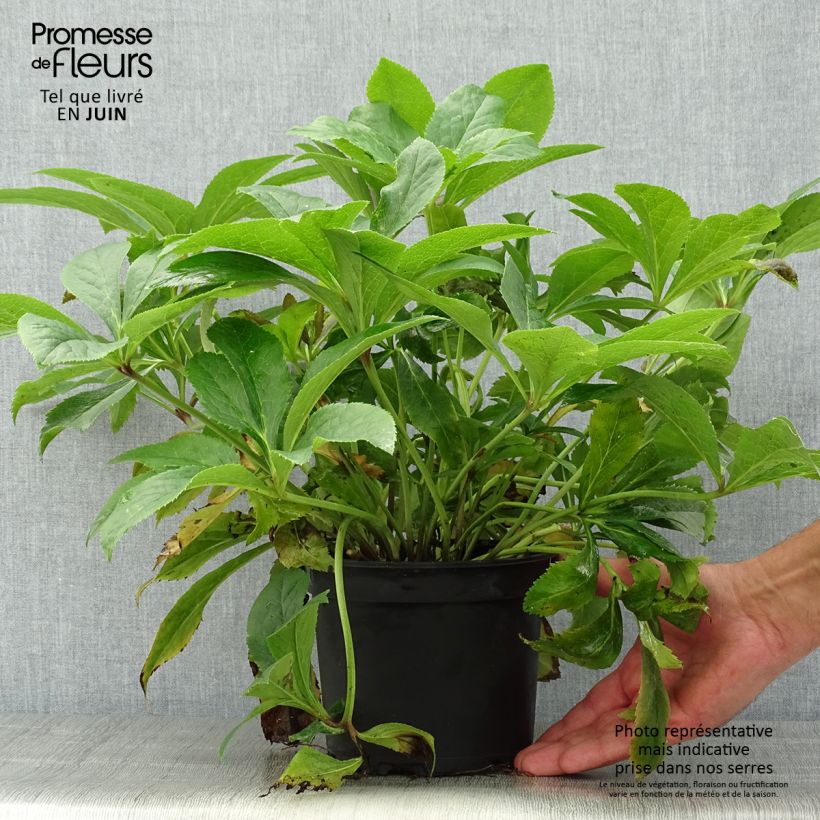 Exemplaar van Helleborus lemperii HGC Winter Ballet Lenia Pot van 2 l/3 l zoals geleverd in de zomer