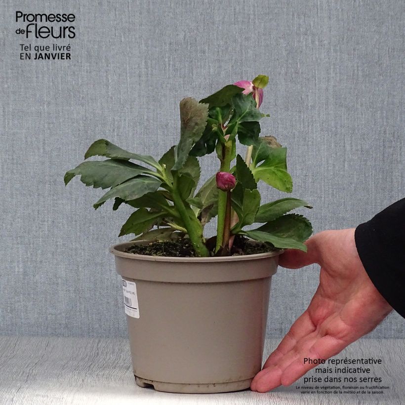 Exemplaar van Helleborus lemperii HGC Winter Ballet Liah Pot van 2 l/3 l zoals geleverd in de winter