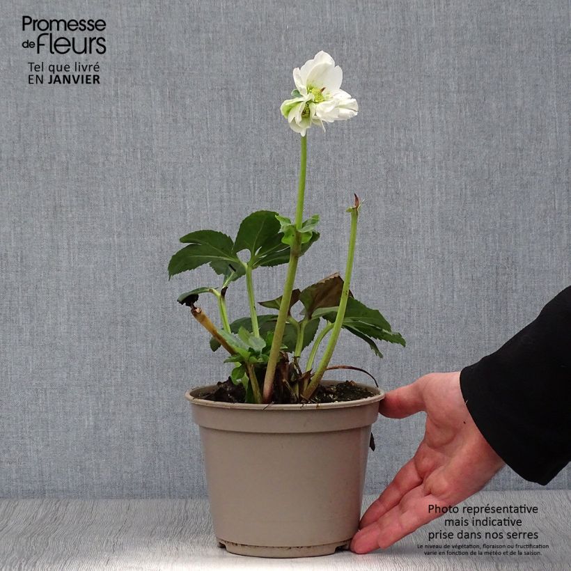 Exemplaar van Helleborus lemperii HGC Winter Ballet Lisann Pot van 2 l/3 l zoals geleverd in de winter