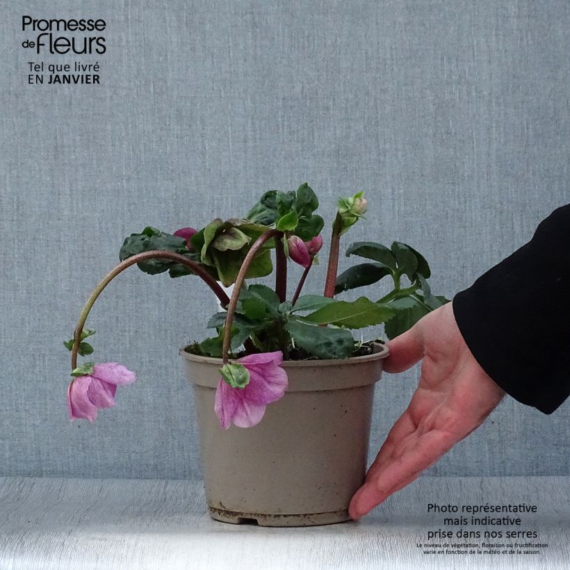 Exemplaar van Helleborus lemperii HGC Winter Ballet Lola Pot van 2 l/3 l zoals geleverd in de winter