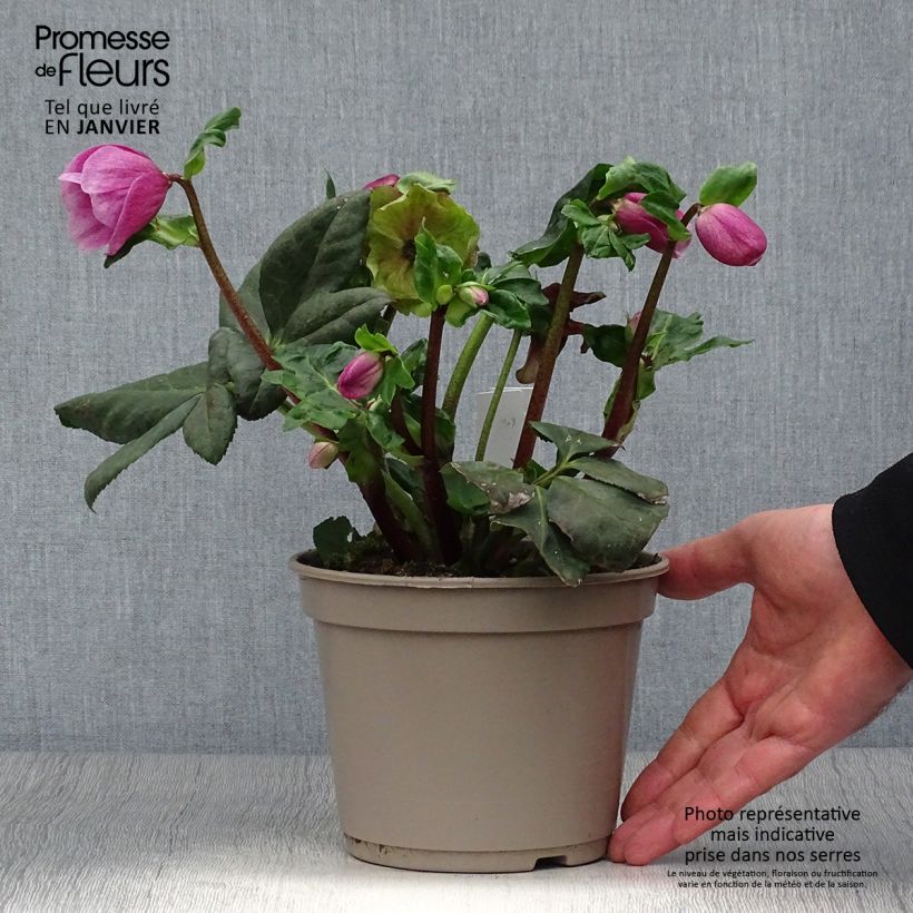 Exemplaar van Helleborus lemperii HGC Winter Ballet Lulu Pot van 2 l/3 l zoals geleverd in de winter