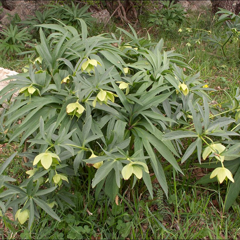 Helleborus multifidus - nieskruid (Groeiplaats)